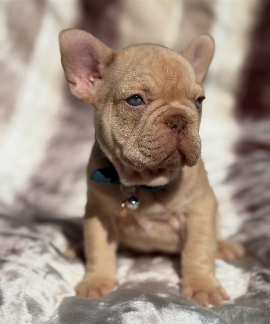 Mufasa (Male) - Image 2