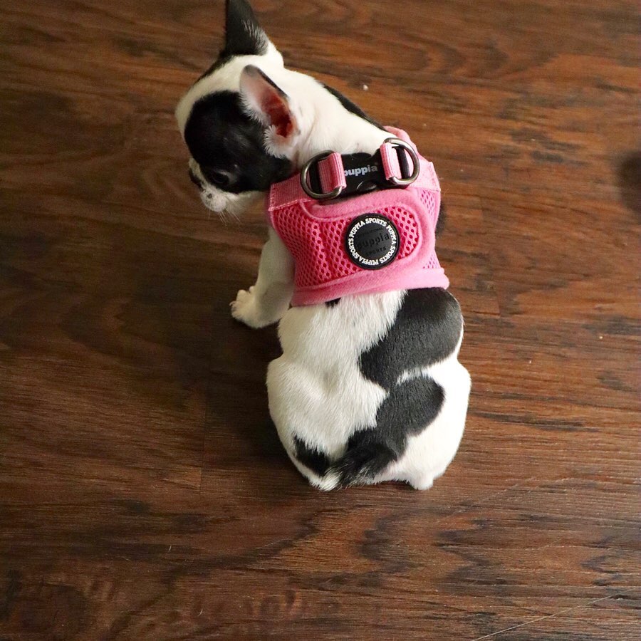 Chloe (Female) - Image 2