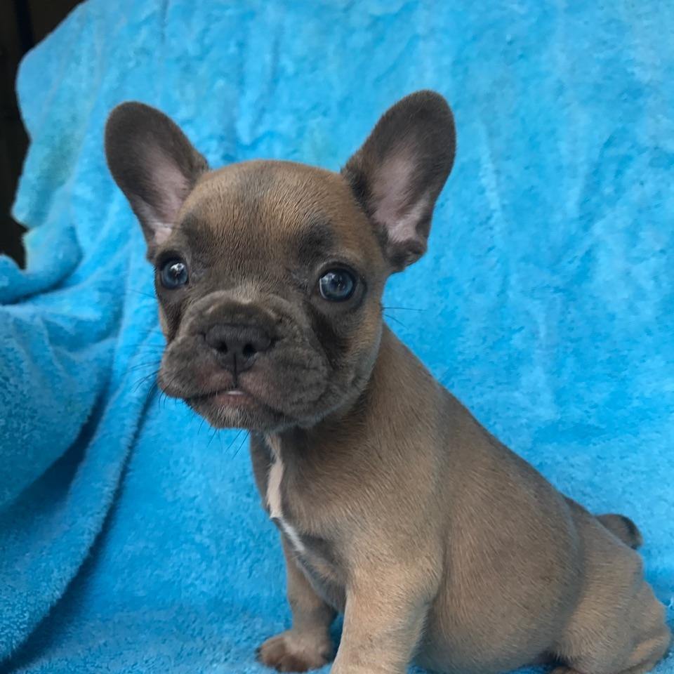 Diamond (Male) - Image 3