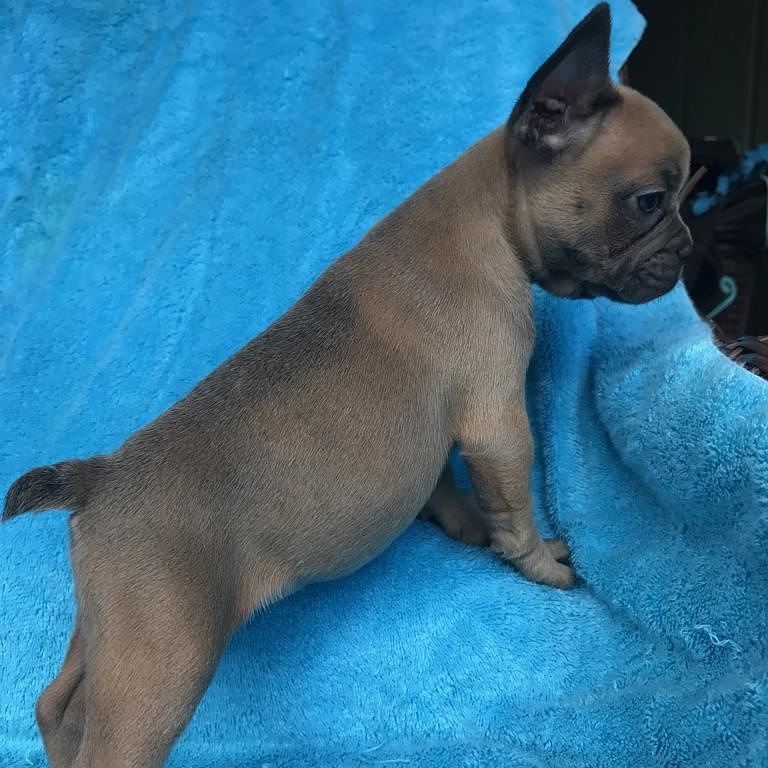 Diamond (Male) - Image 2