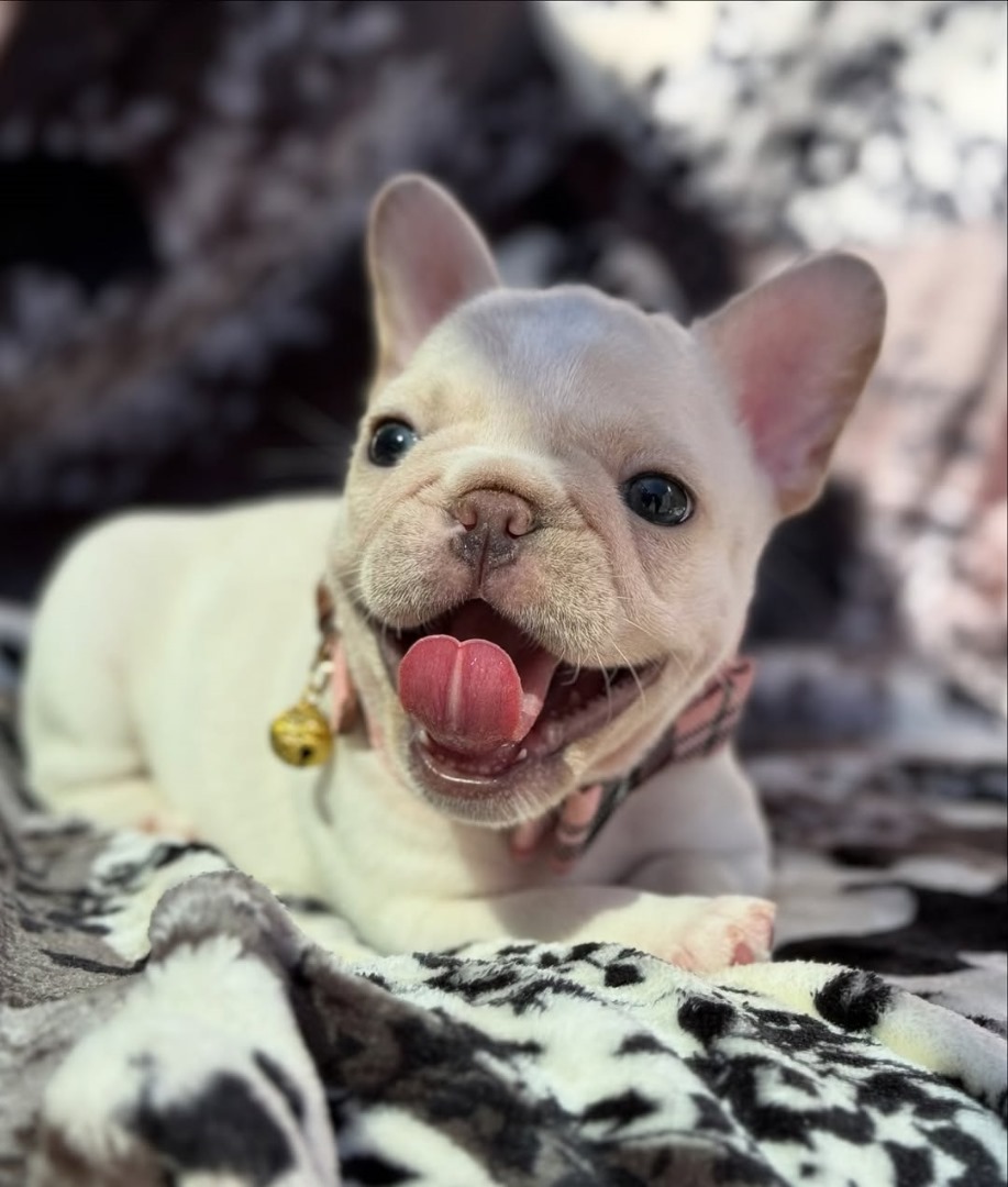 Honey (Female) - Image 3