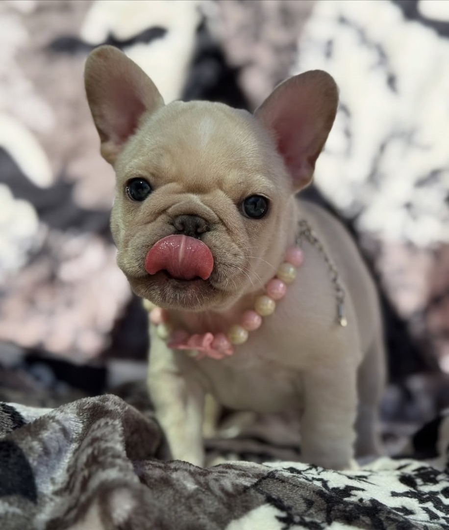 Honey (Female) - Image 2