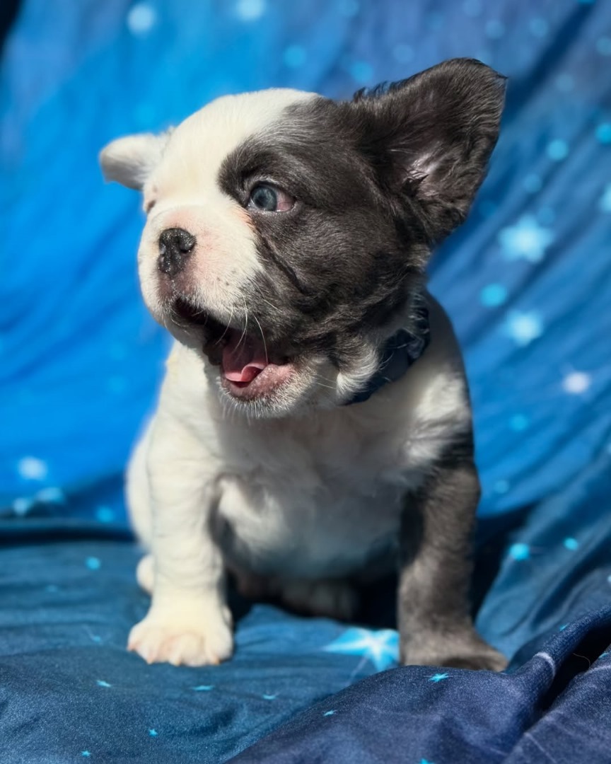 Kiki (Male) - Image 2