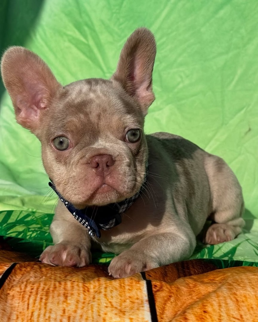 Luma (Female) - Image 2