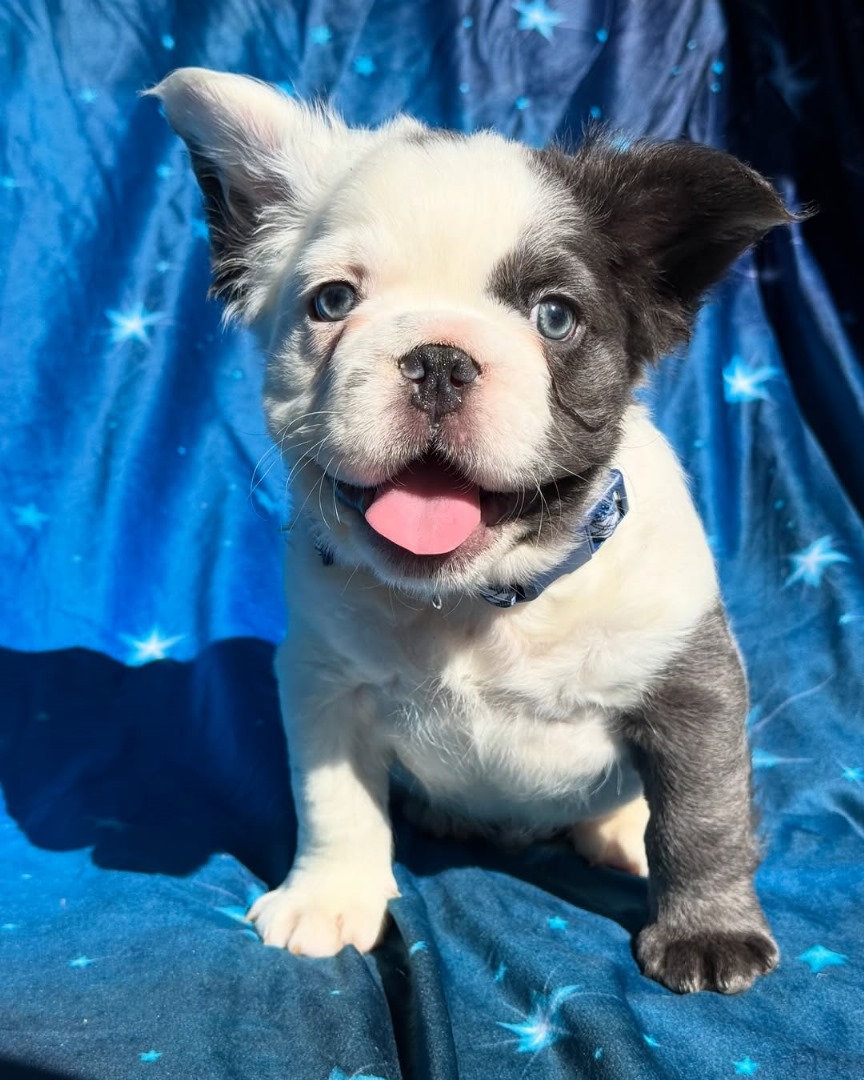 Kiki (Male) - Image 4