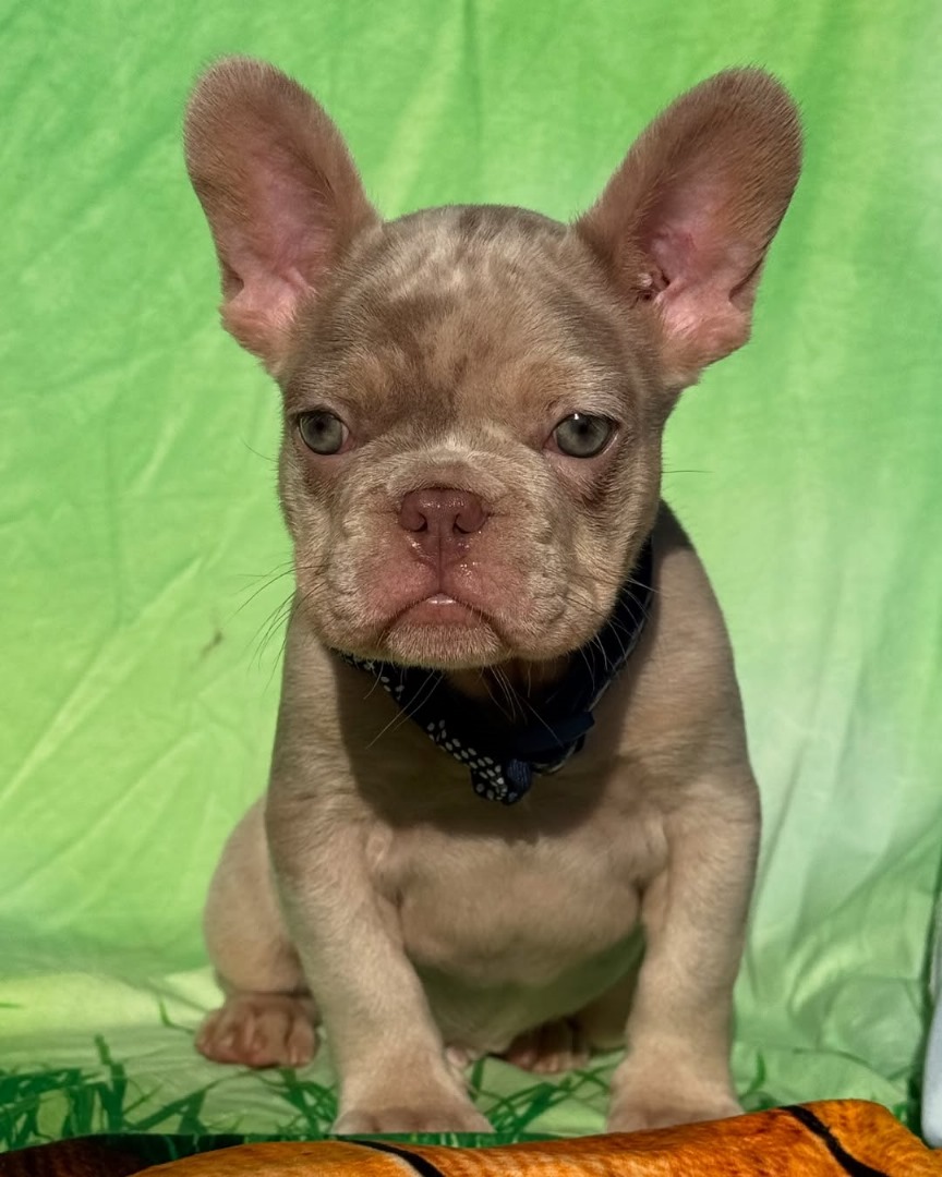 Luma (Female) - Image 3